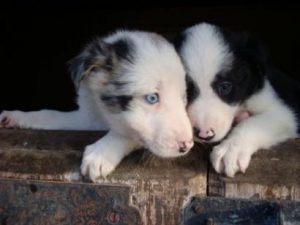 How to Adopt