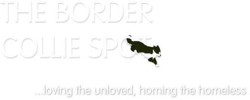 The Border Collie Spot